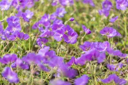 Geranium 'Orion' - P9 - image 4