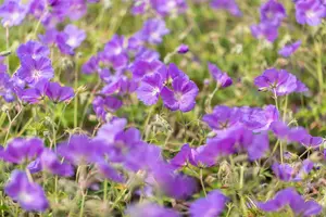 Geranium 'Orion' - P9 - image 4