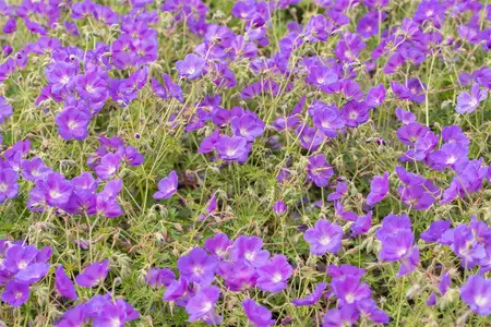 Geranium 'Orion' - P9 - image 5