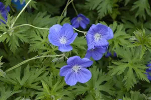 Geranium 'Orion'