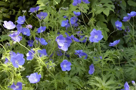 Geranium 'Orion' - P9 - image 2