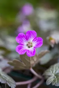 Geranium 'Orkney Cherry' - 2 Ltr pot - image 2