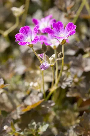 Geranium 'Orkney Cherry' - 2 Ltr pot - image 3