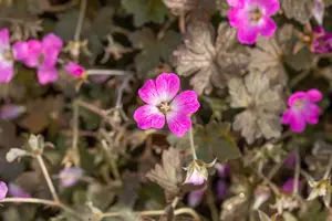 Geranium 'Orkney Cherry' - 2 Ltr pot - image 4