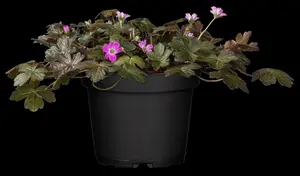 Geranium 'Orkney Cherry'