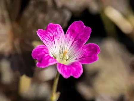 Geranium 'Orkney Cherry' - 2 Ltr pot - image 5