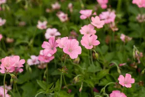 Geranium ox. 'Ankum's White'