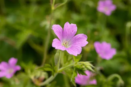 Geranium ox. 'Claridge Druce' - P9
