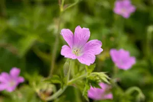 Geranium ox. 'Claridge Druce'