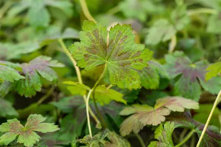 Geranium ox. 'Katherine Adele' - P9 - image 2