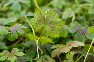Geranium ox. 'Katherine Adele' - P9 - image 2