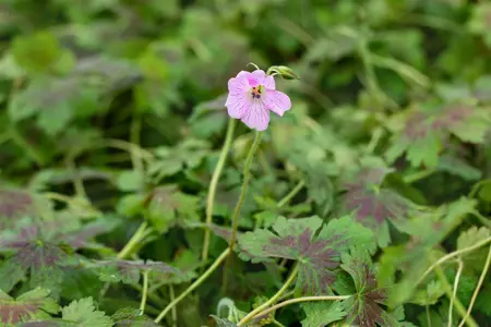 Geranium ox. 'Katherine Adele' - P9 - image 1