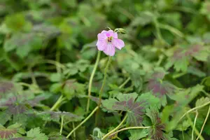 Geranium ox. 'Katherine Adele'