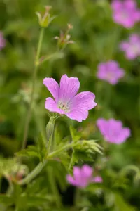 Geranium ox. 'Rose Clair' - P9 - image 2