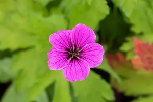 Geranium palustre