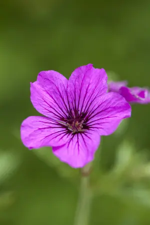 Geranium 'Patricia' - P9 - image 2
