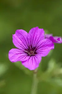 Geranium 'Patricia' - P9 - image 2