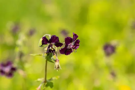 Geranium phaeum - P9