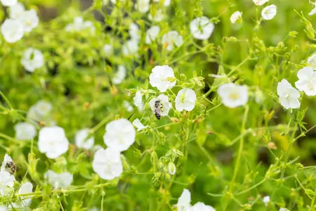 Geranium phaeum 'Album' - 2 Ltr pot - image 4