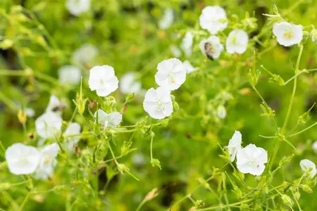 Geranium phaeum 'Album' - 2 Ltr pot - image 5