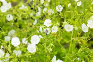 Geranium phaeum 'Album' - P9 - image 4