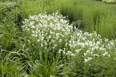 Geranium phaeum 'Album' - 2 Ltr pot - image 1