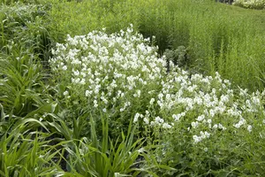 Geranium phaeum 'Album'