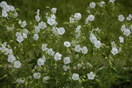 Geranium phaeum 'Album' - 2 Ltr pot - image 2