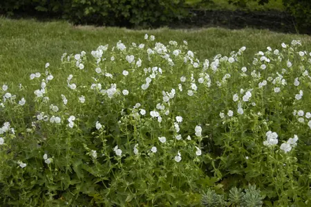 Geranium phaeum 'Album' - 2 Ltr pot - image 3