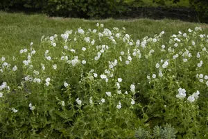 Geranium phaeum 'Album' - 2 Ltr pot - image 3
