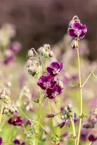 Geranium phaeum 'Samobor' - P11 - image 4