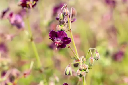 Geranium phaeum 'Samobor' - P11 - image 3