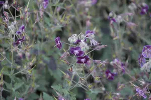 Geranium phaeum 'Samobor' - P11 - image 4