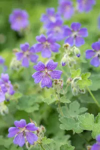 Geranium 'Philippe Vapelle' - P11 - image 3