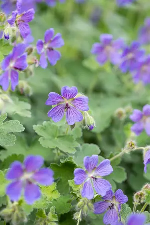 Geranium 'Philippe Vapelle' - P11 - image 4
