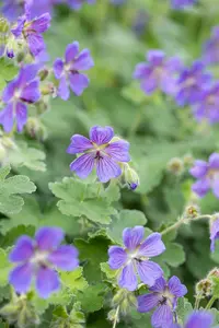 Geranium 'Philippe Vapelle' - P11 - image 4