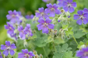 Geranium 'Philippe Vapelle' - P9 - image 2