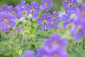 Geranium 'Philippe Vapelle' - P9 - image 5