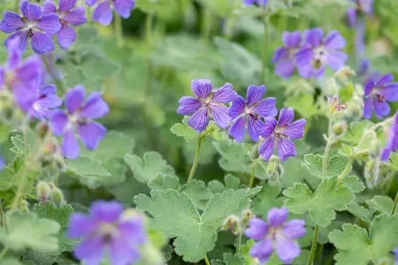 Geranium 'Philippe Vapelle' - P11 - image 1