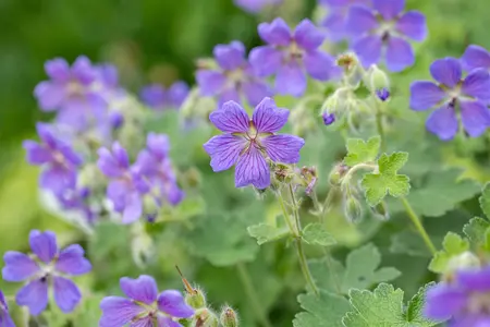 Geranium 'Philippe Vapelle' - P11 - image 2