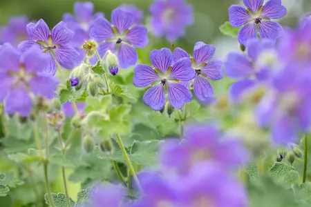 Geranium 'Philippe Vapelle' - P11 - image 5