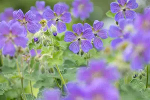 Geranium 'Philippe Vapelle' - P11 - image 5