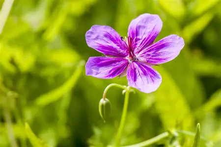 Geranium prat. 'Laura' - P9 - image 3