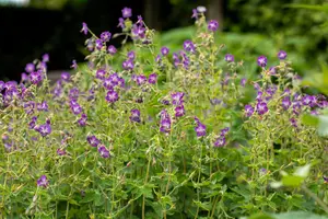 Geranium prat. 'Mrs Kendall Clark' - 2 Ltr pot - image 5
