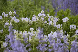 Geranium prat. 'Mrs Kendall Clark'