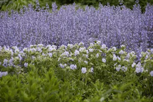 Geranium prat. 'Mrs Kendall Clark' - P9 - image 3