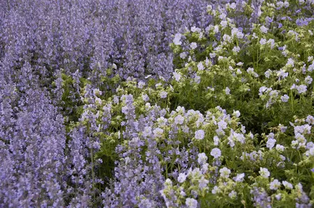 Geranium prat. 'Mrs Kendall Clark' - P9 - image 4