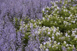 Geranium prat. 'Mrs Kendall Clark' - P9 - image 4