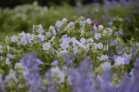 Geranium prat. 'Mrs Kendall Clark' - 2 Ltr pot - image 2