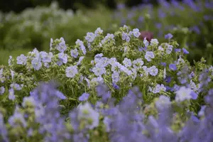 Geranium prat. 'Mrs Kendall Clark' - 2 Ltr pot - image 2